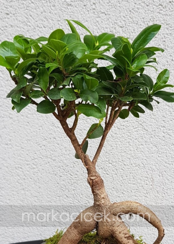 Ficus Bonsai