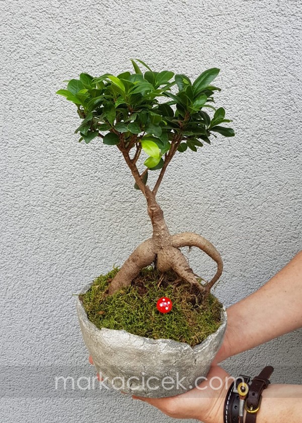 Ficus Bonsai