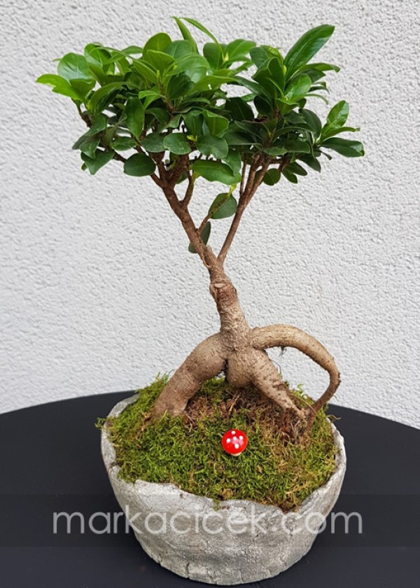 Ficus Bonsai