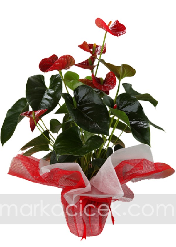 Anthurium Saksı Bitkisi