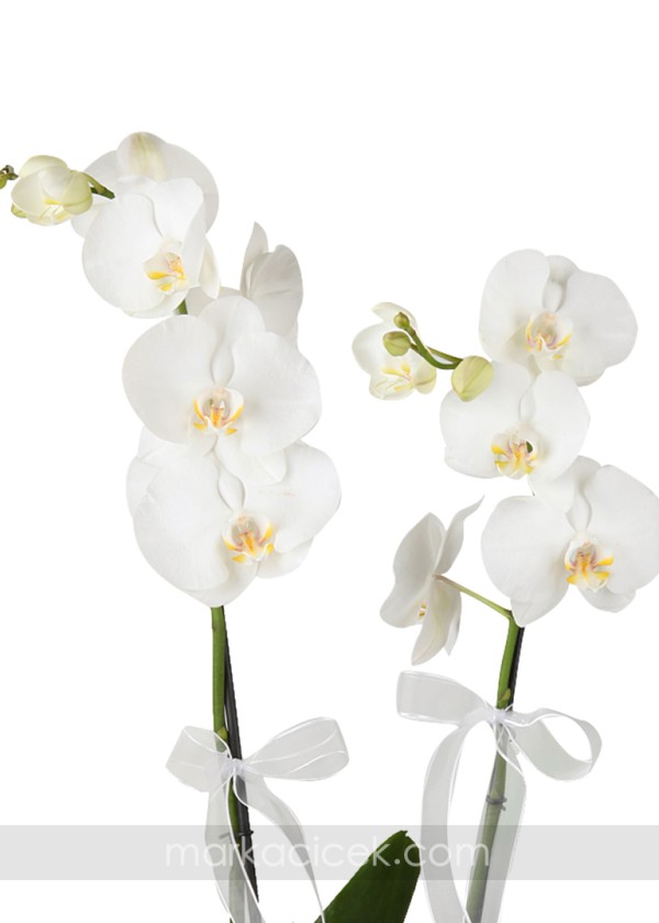 Beyaz 2 dal Phalaenopsis Orkide