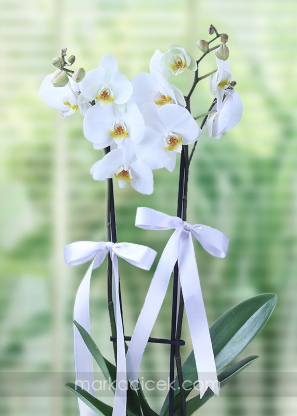 Beyaz Phalaenopsis Orkide