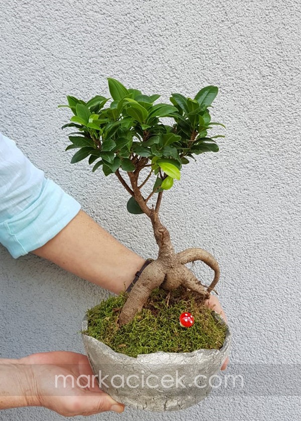 Ficus Bonsai