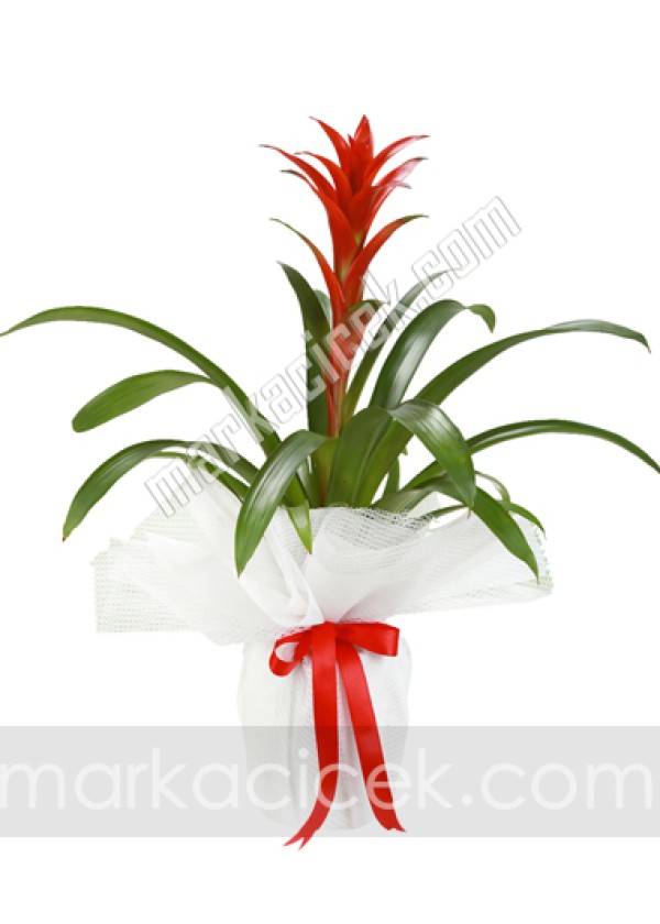 Guzmania Bitkisi