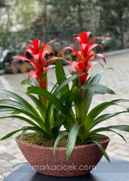 Guzmania Egzotik