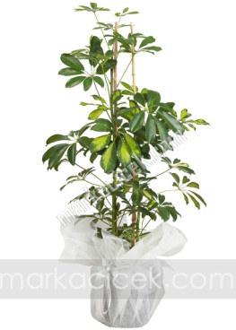 Schefflera