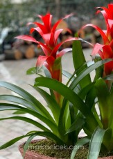 Guzmania Egzotik