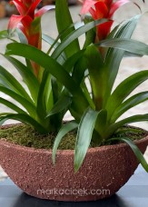 Guzmania Egzotik