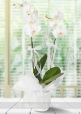 Beyaz 2 dal Phalaenopsis Orkide