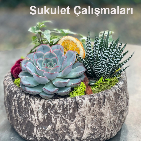 Sukulent Teraryum